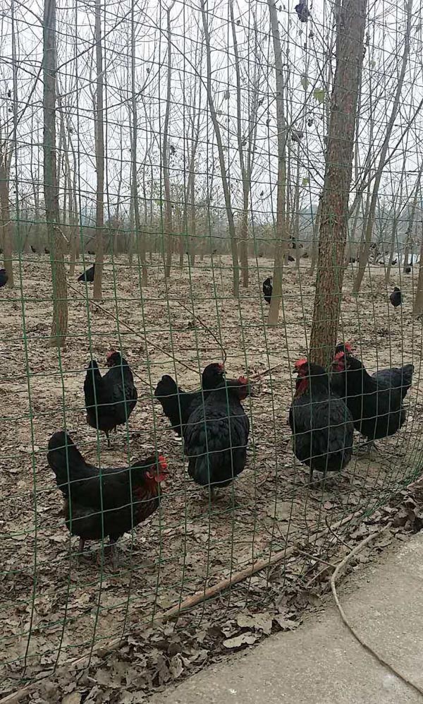 南京護(hù)欄網(wǎng) 南京護(hù)欄網(wǎng)