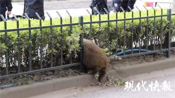 南京護欄網(wǎng)價格 南京護欄網(wǎng)價格